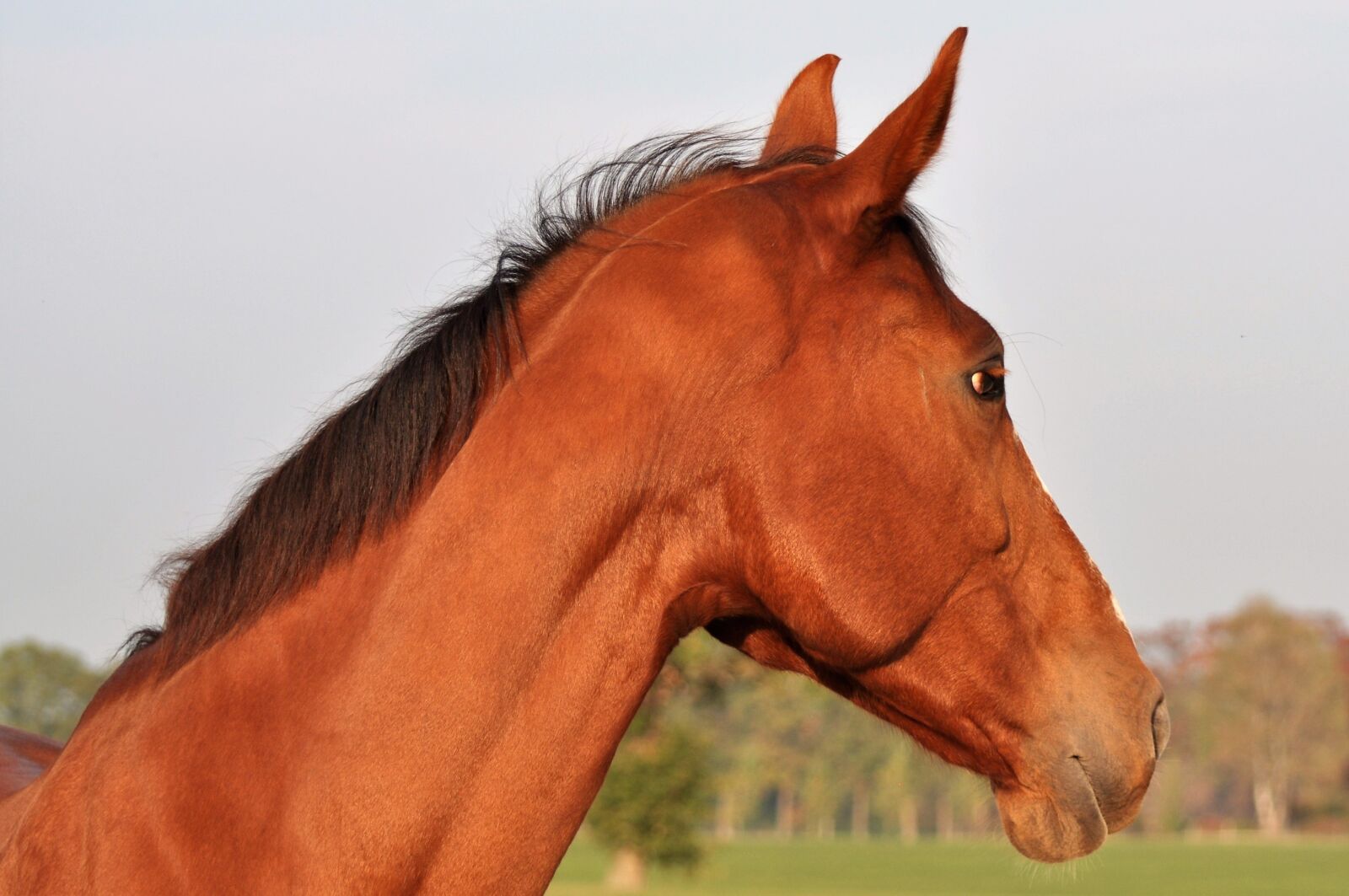 Nikon D5000 sample photo. Horse, horses, watch photography