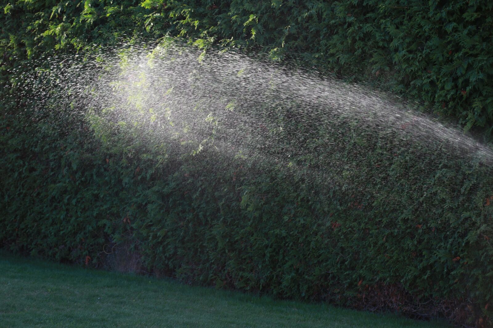 Canon EOS 6D + Canon EF 24-105mm F4L IS USM sample photo. Water, garden, watering photography
