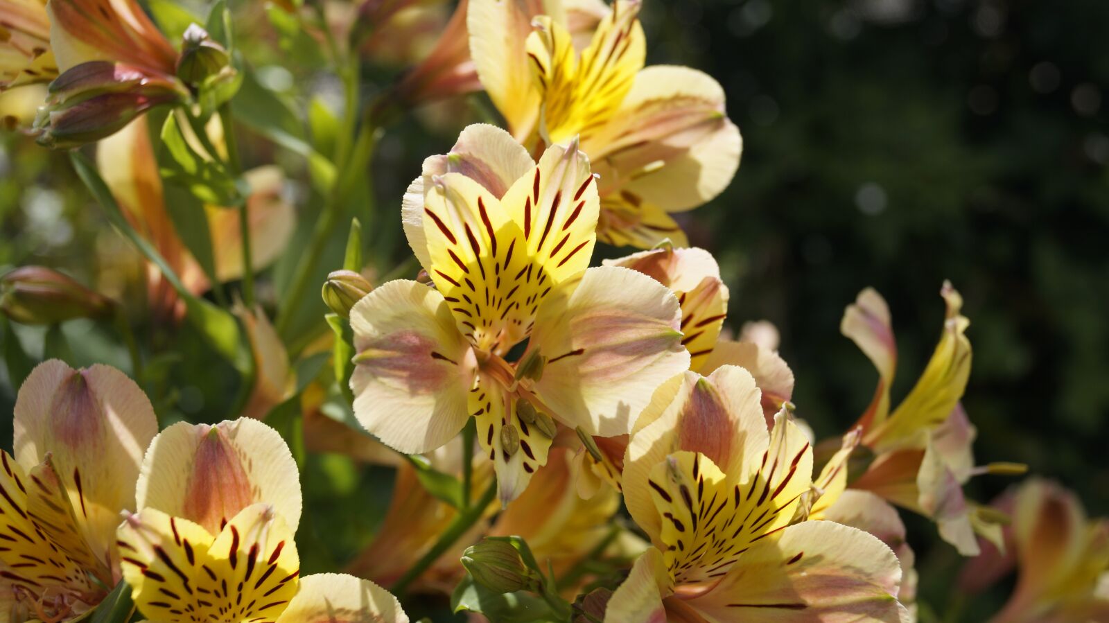 Sony DT 18-55mm F3.5-5.6 SAM II sample photo. Flower, yellow, nature photography