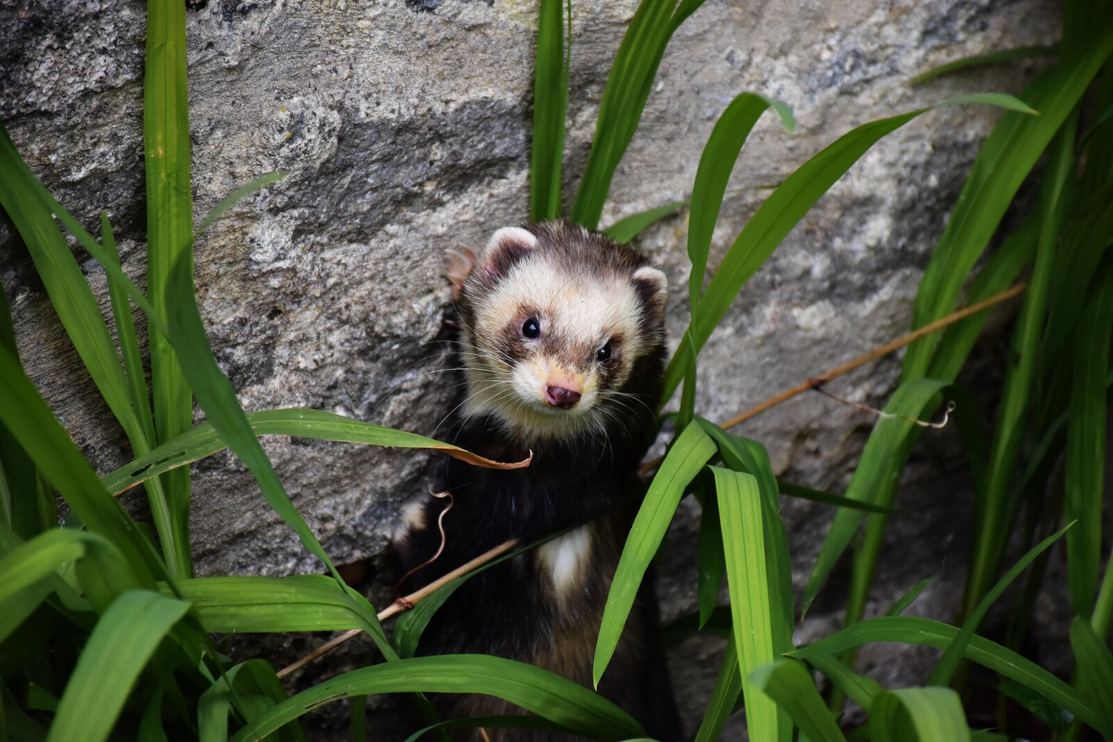Nikon D7200 sample photo. Polecat, mustelid, mammals photography