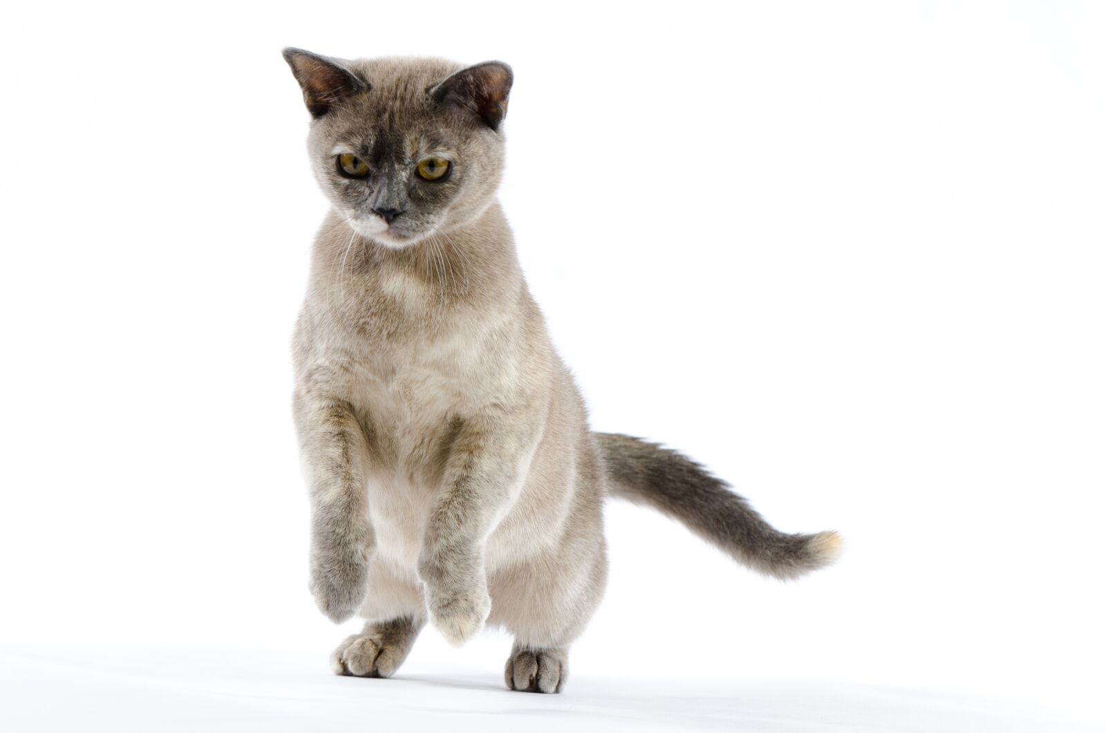 Nikon D7000 sample photo. Cat, jumping, kitten photography