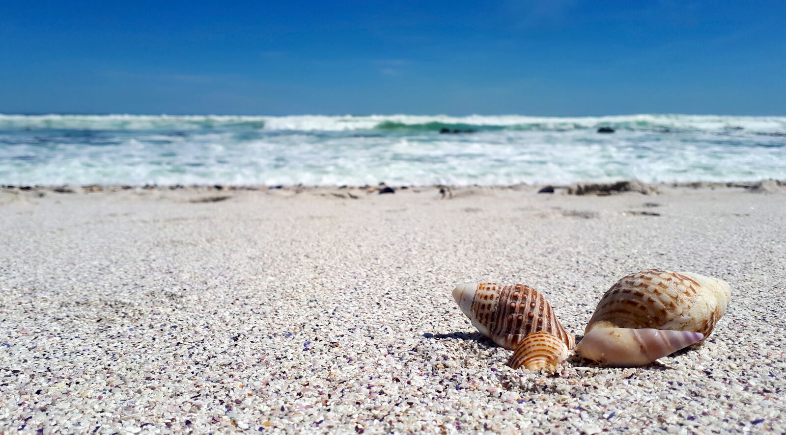 Samsung Galaxy A5(2017) sample photo. Shell, sea, beach photography