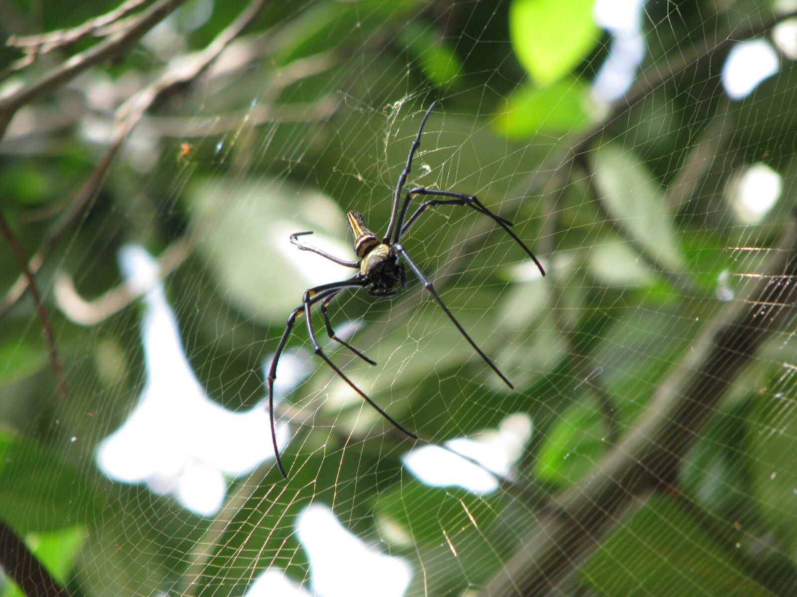 Canon POWERSHOT S5 IS sample photo. Spider, web, cobweb photography