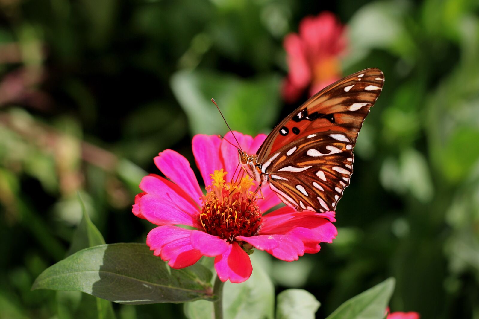 Canon EOS 600D (Rebel EOS T3i / EOS Kiss X5) + Canon EF 50mm F1.8 STM sample photo. Butterfly, by side, beautiful photography