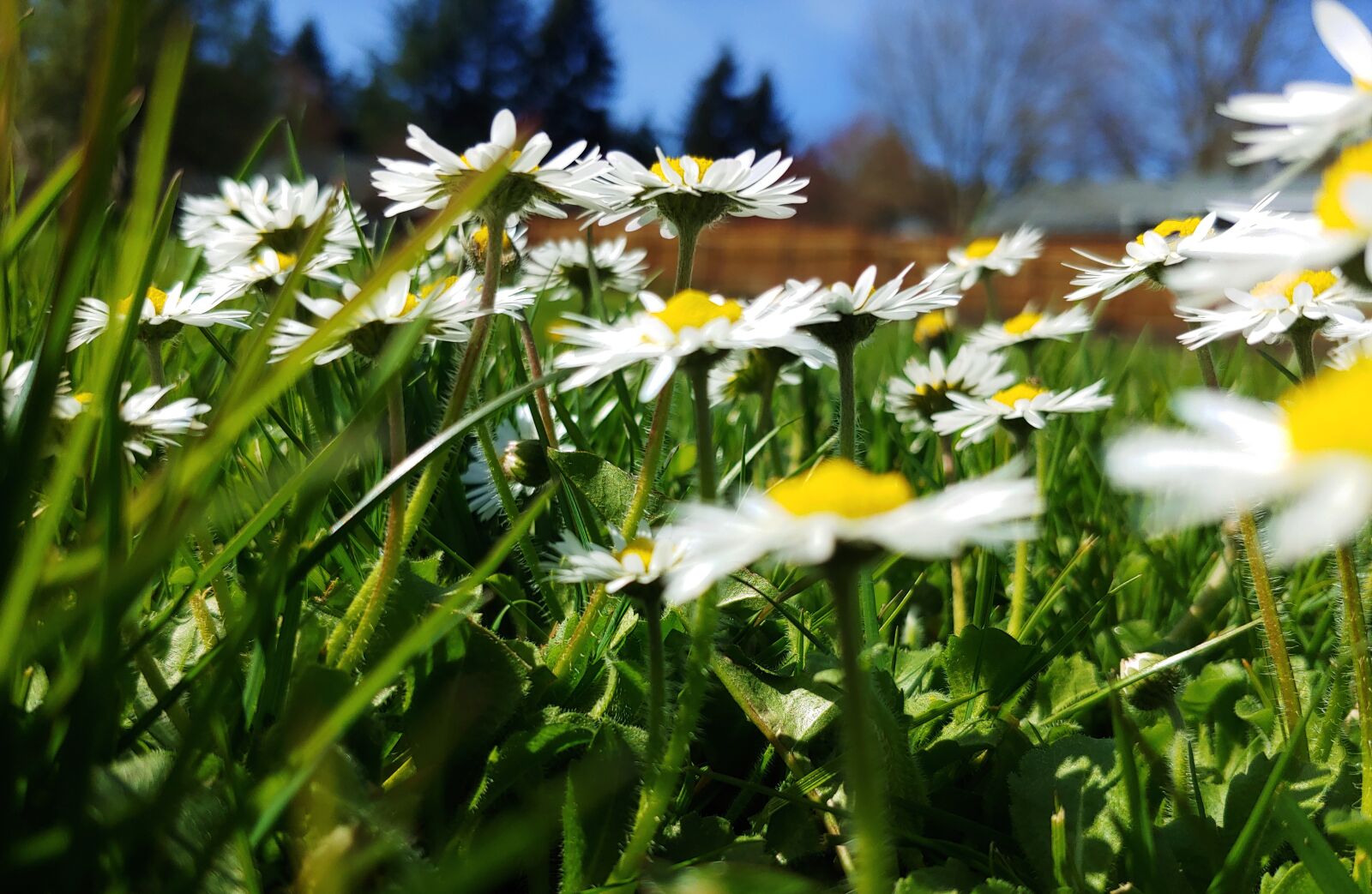 LG G7 THINQ sample photo. Flower, yellow, meadow photography