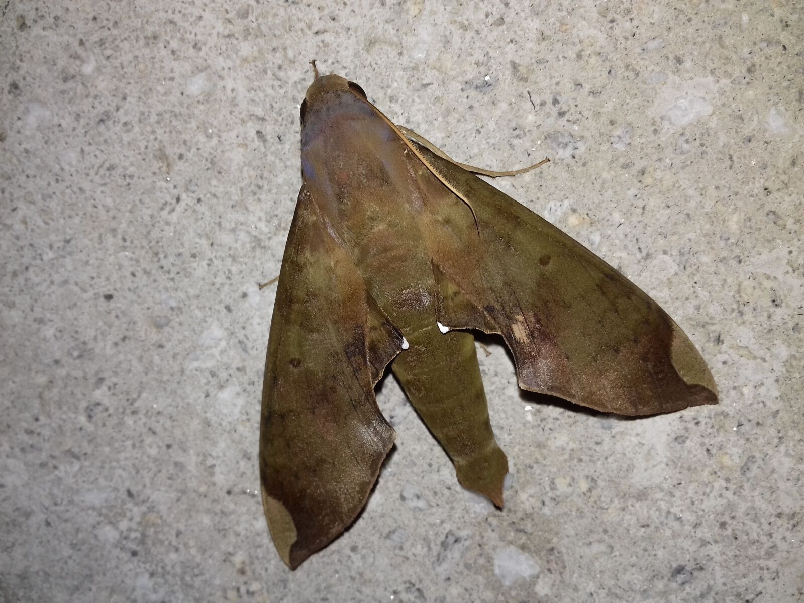 Samsung Galaxy J4 sample photo. Mariposa, butterfly, lepidopteran photography