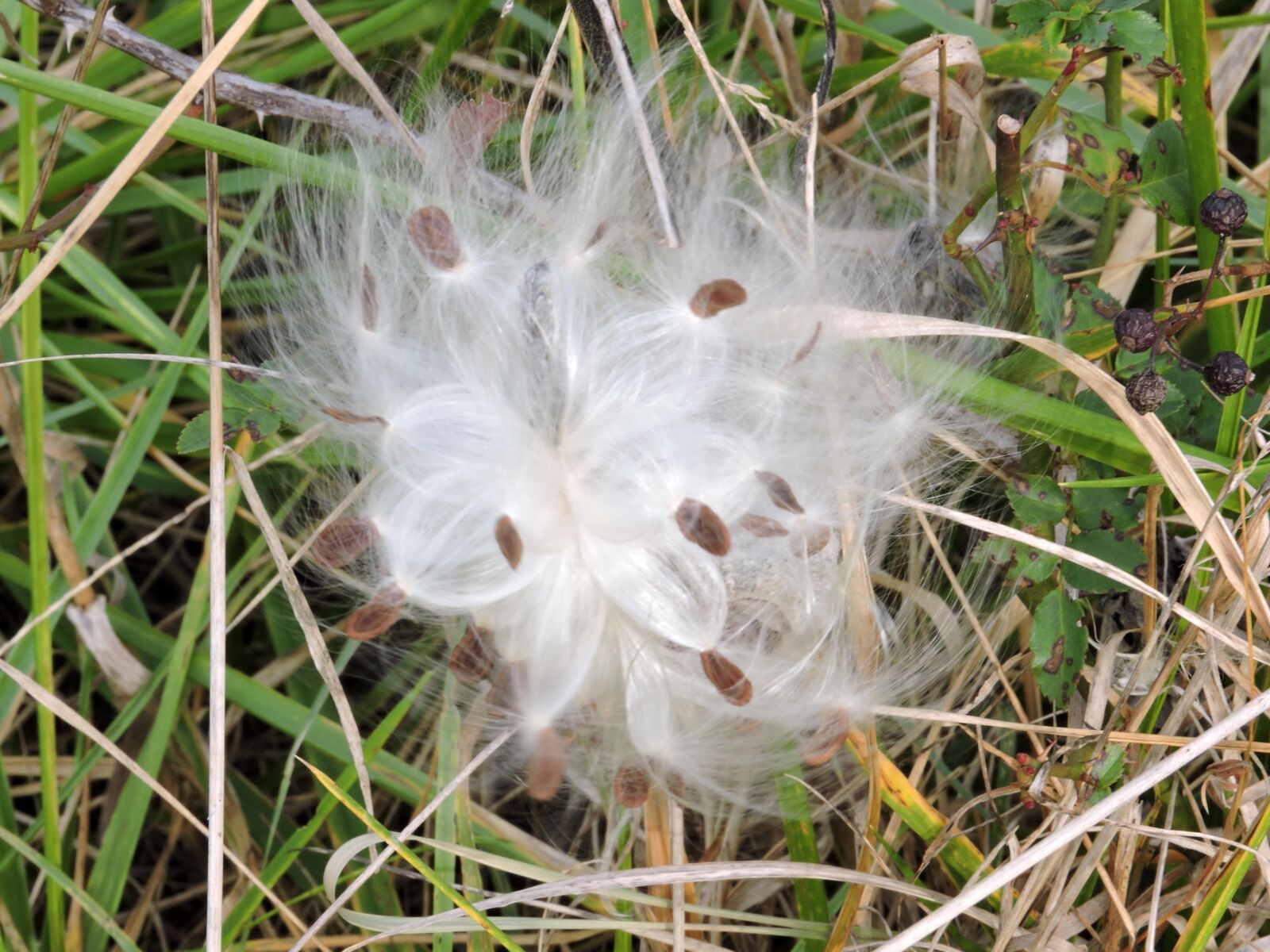 Nikon Coolpix P600 sample photo. Milkweed plant, seeds, blowing photography