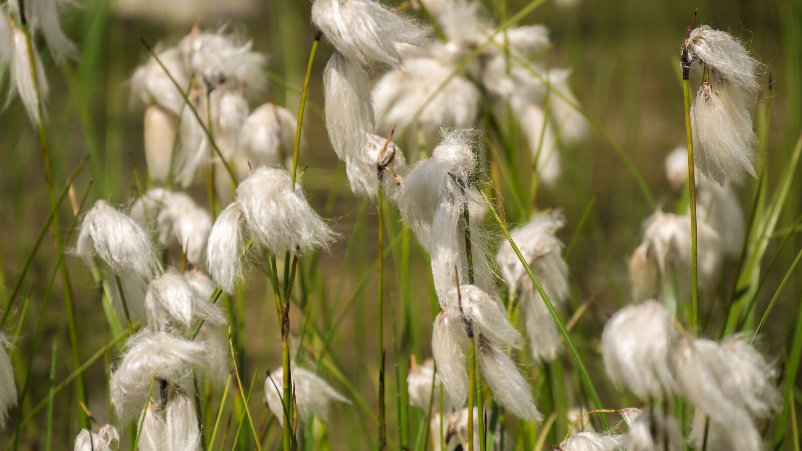 Panasonic DMC-G81 sample photo. Flowers, wool flowers, mountain photography