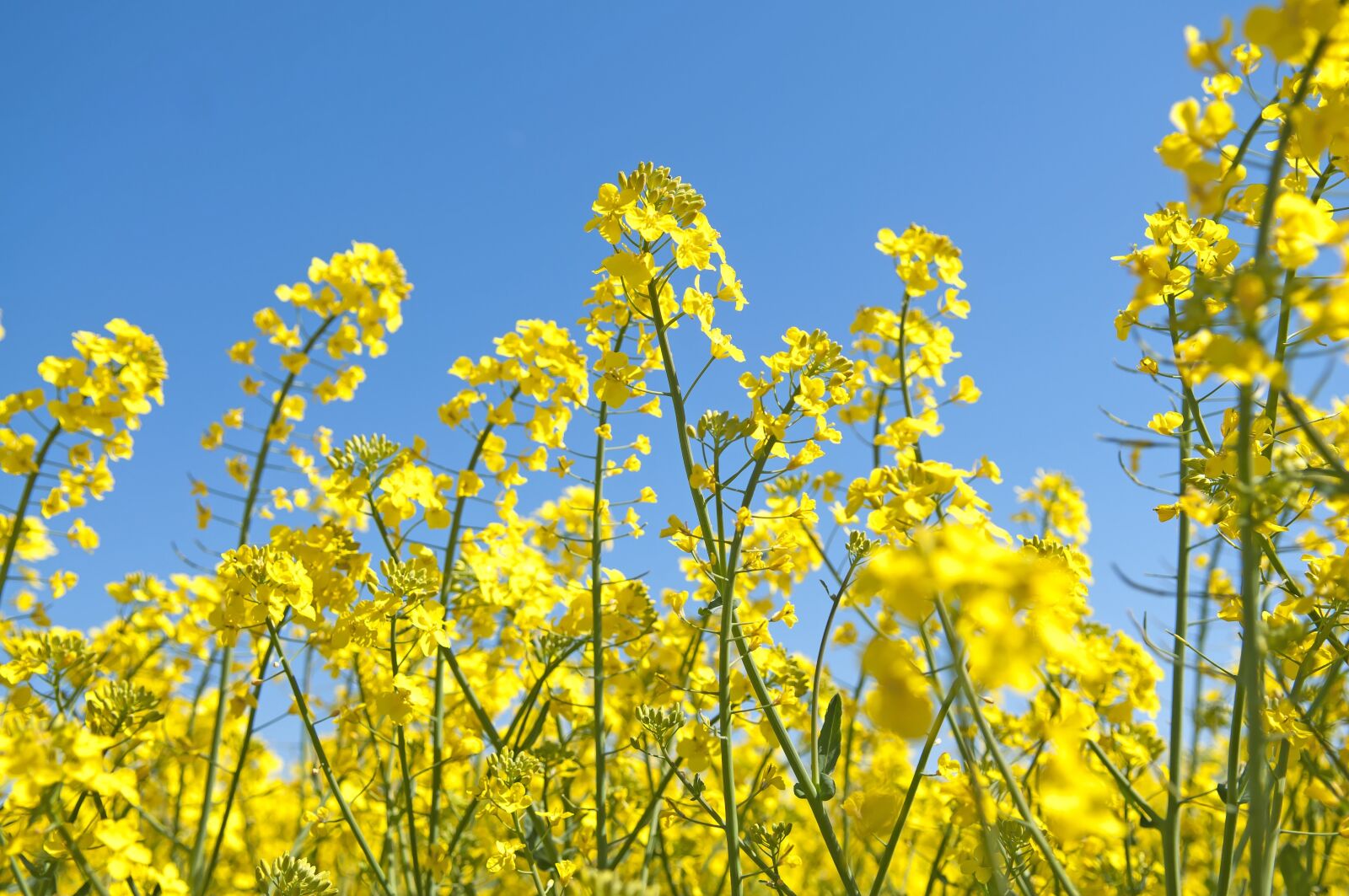 Nikon D300 sample photo. Canola, summer, field photography
