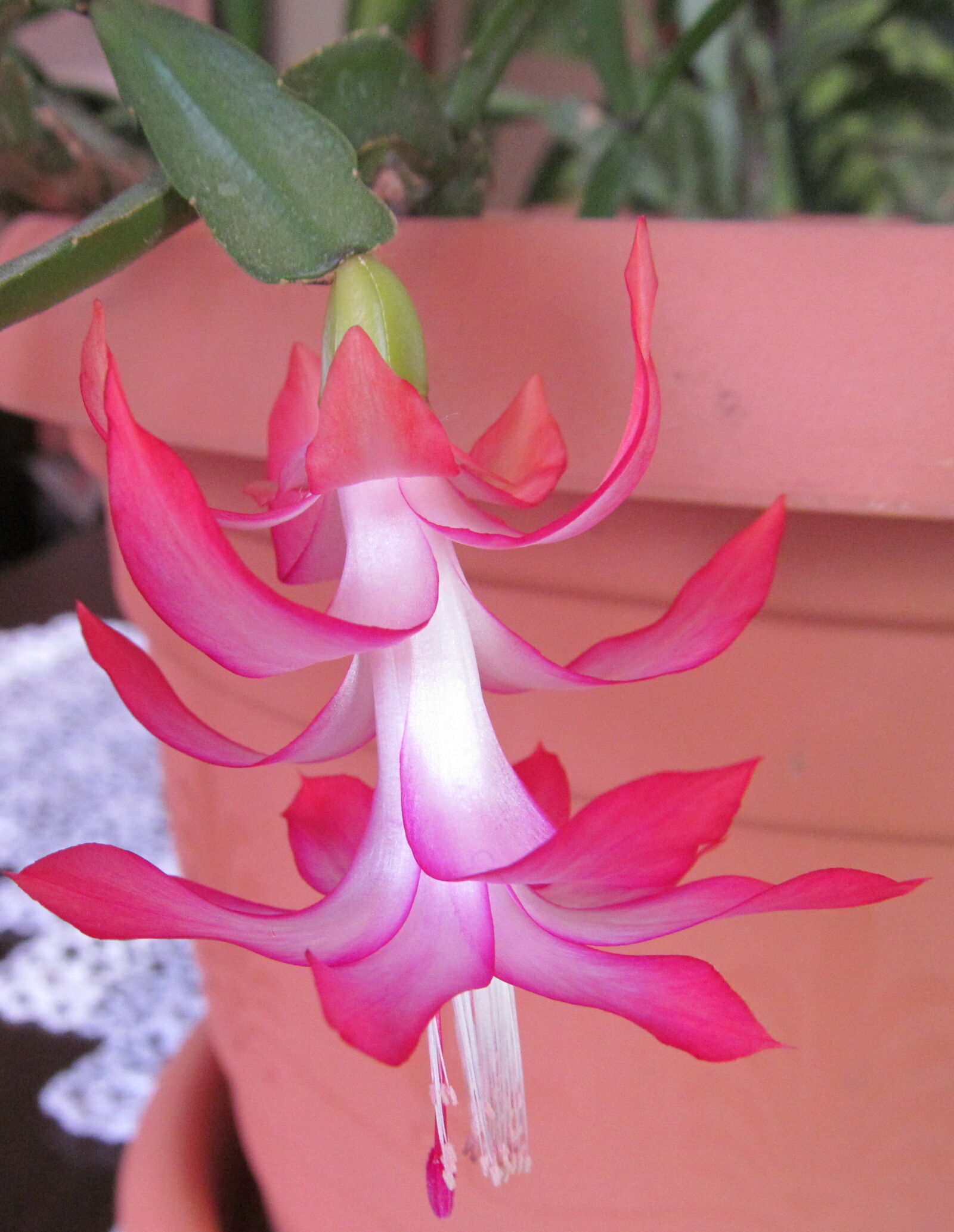Canon PowerShot SX150 IS sample photo. Flower, macro, nature photography