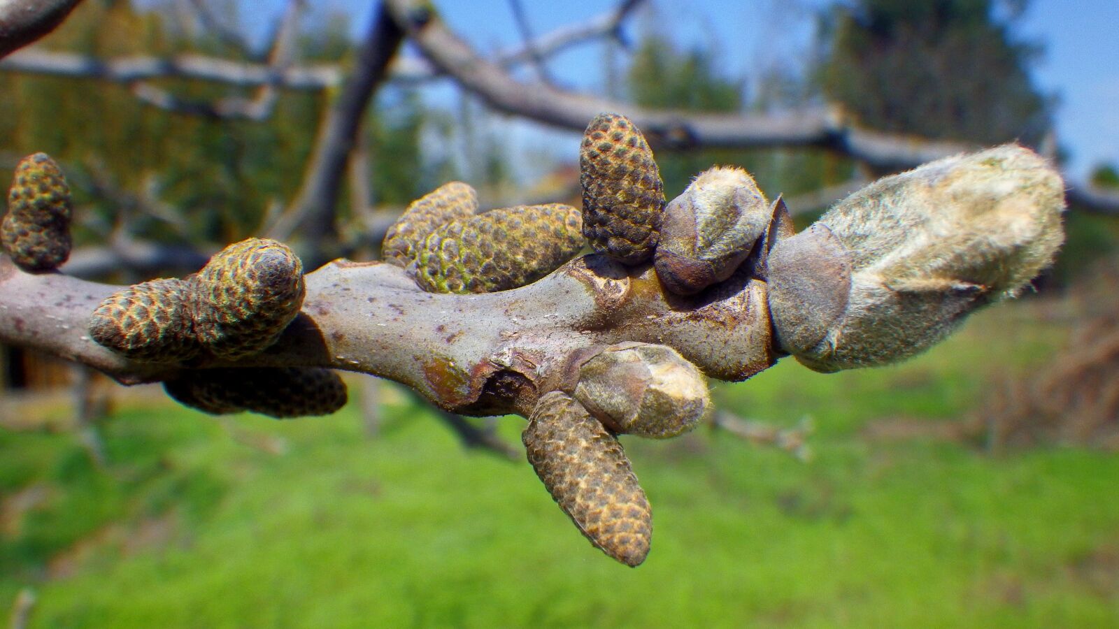 Pentax Optio WG-2 sample photo. Nature, wood, outdoors photography