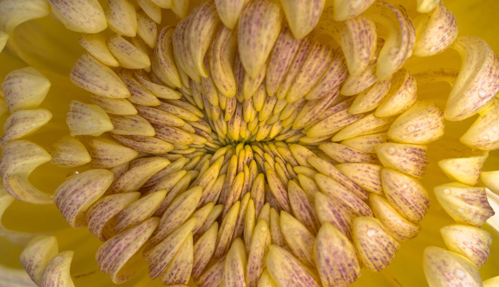 Sony Alpha NEX-5N + Sony E 30mm F3.5 Macro sample photo. Flowers, nature, plants photography