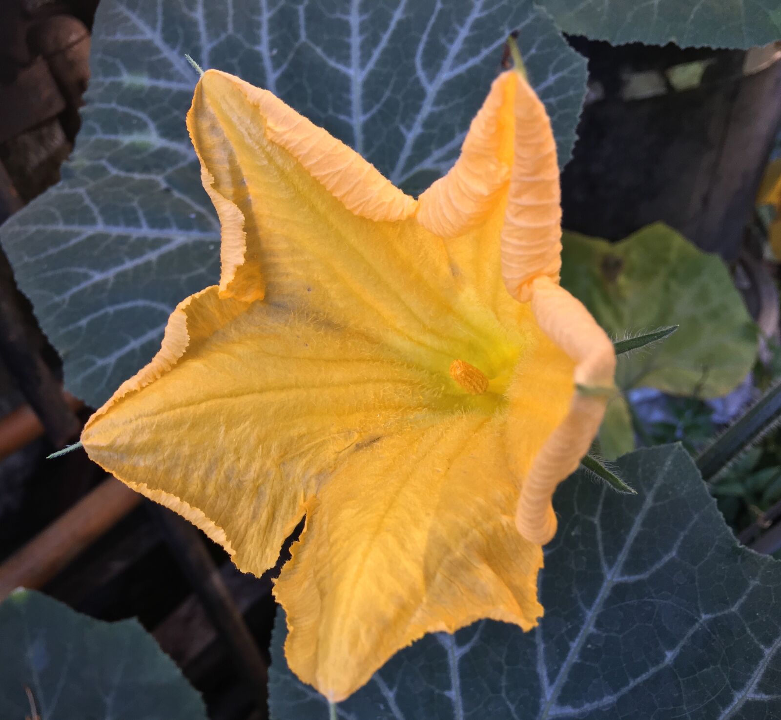 Apple iPhone 6s Plus sample photo. Yellow flower, petals yellow photography