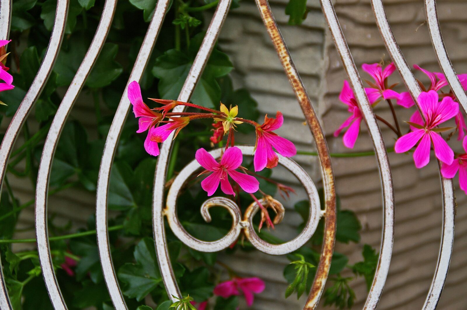 Pentax *ist DL2 sample photo. Background, grid, flowers photography