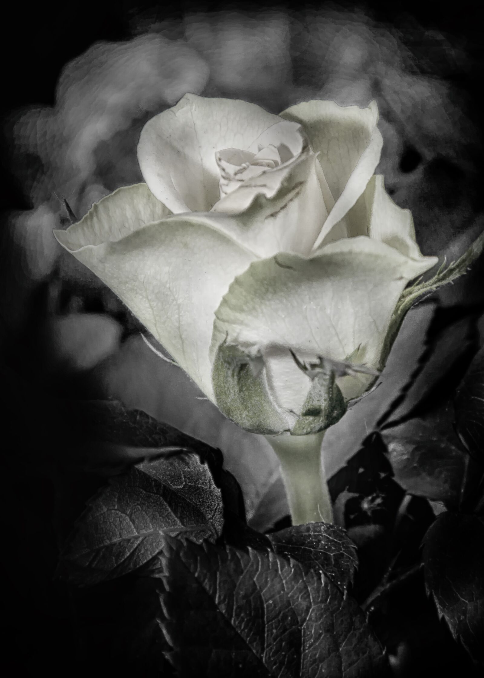 Canon EOS 50D + Canon EF 24-105mm F4L IS USM sample photo. Rose, hdr, black and photography