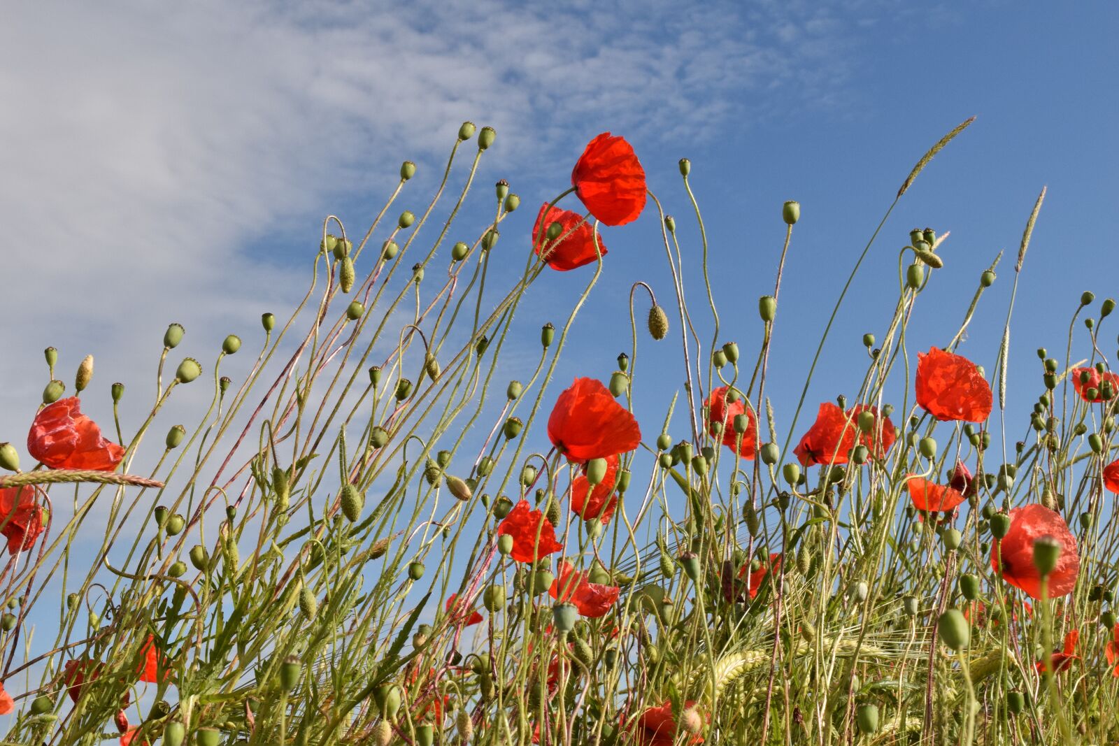 Nikon D3300 sample photo. Field of poppies, cornfield photography