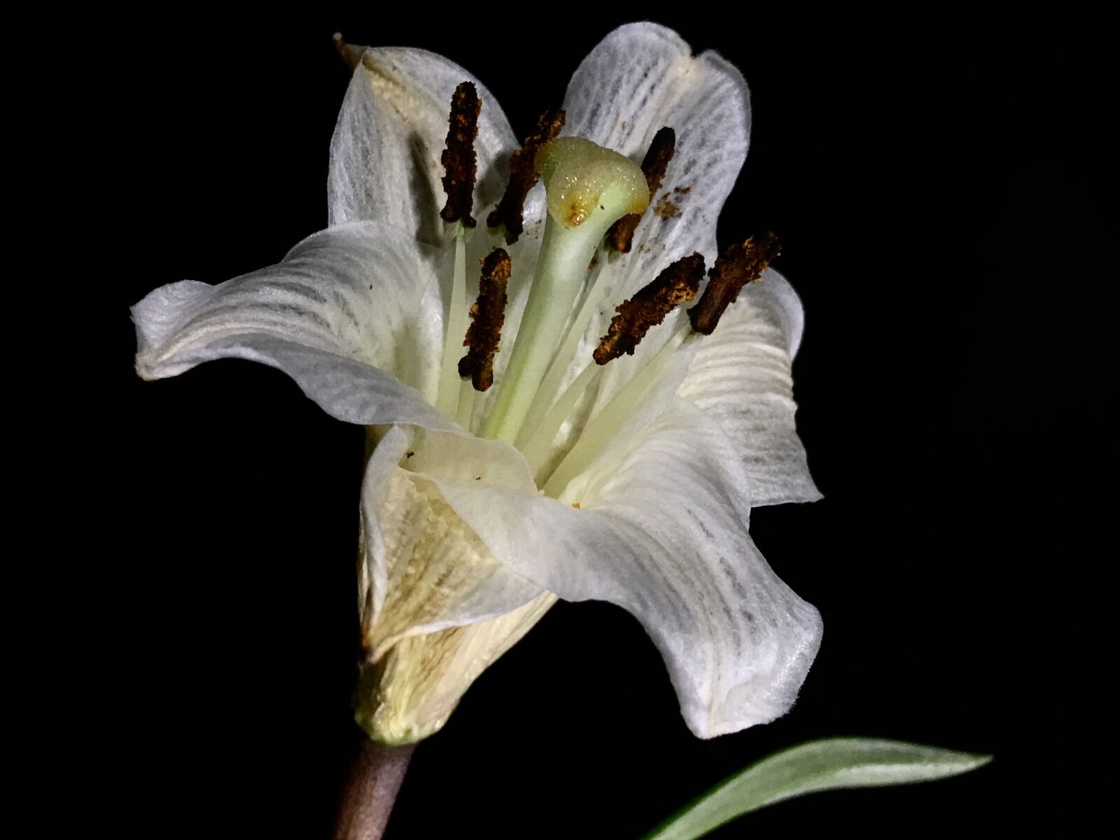 iPhone 6s Plus back camera 4.15mm f/2.2 sample photo. White flower, withered, white photography