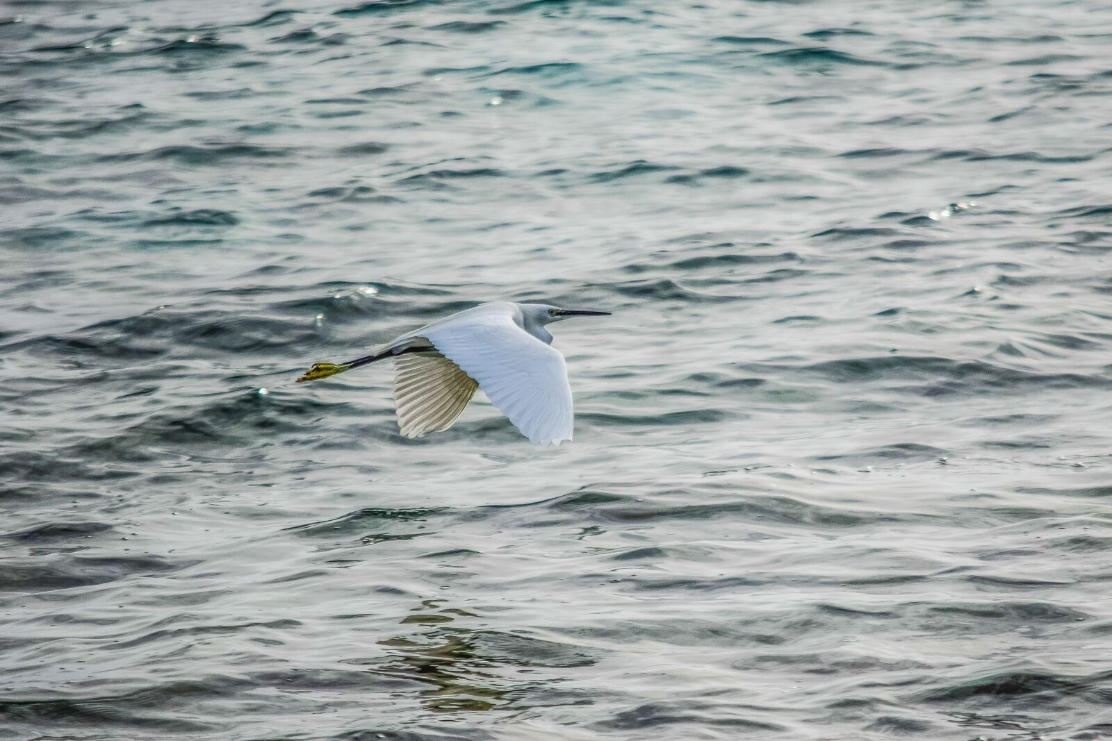 Nikon D3300 sample photo. Heron, flying, flight photography