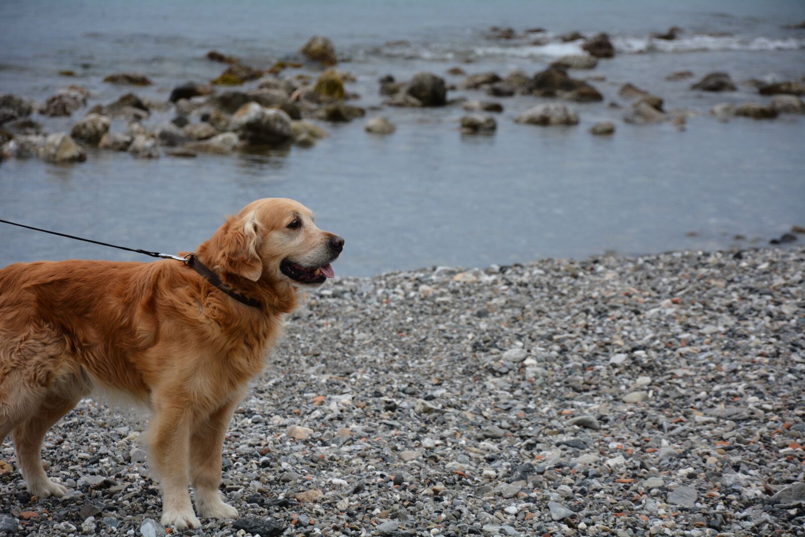 Nikon D7100 sample photo. Dog, golden retriever, sea photography