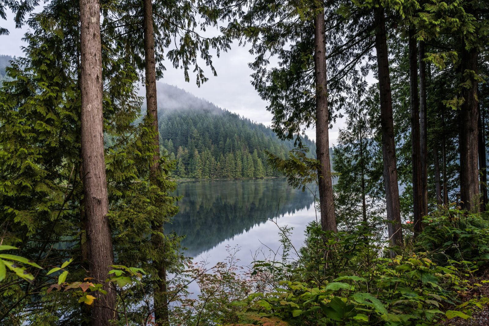 Sony FE 24-105mm F4 G OSS sample photo. Lake, forest, water photography
