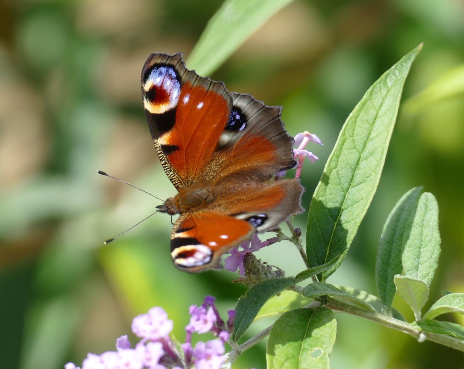 Panasonic Lumix DMC-FZ1000 sample photo. Peacock, butterfly, nature photography