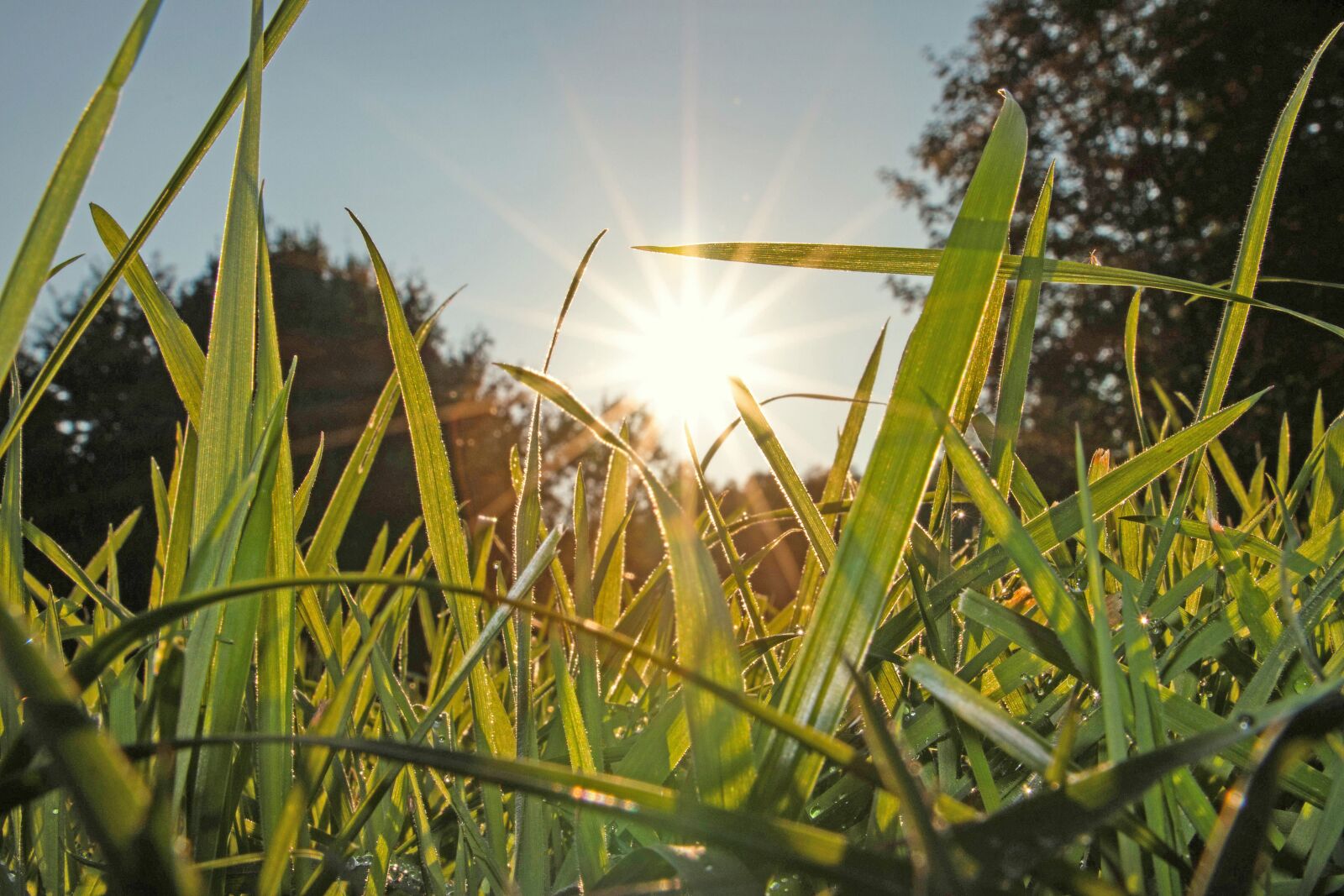 Canon EOS 70D sample photo. Meadow, grass, nature photography
