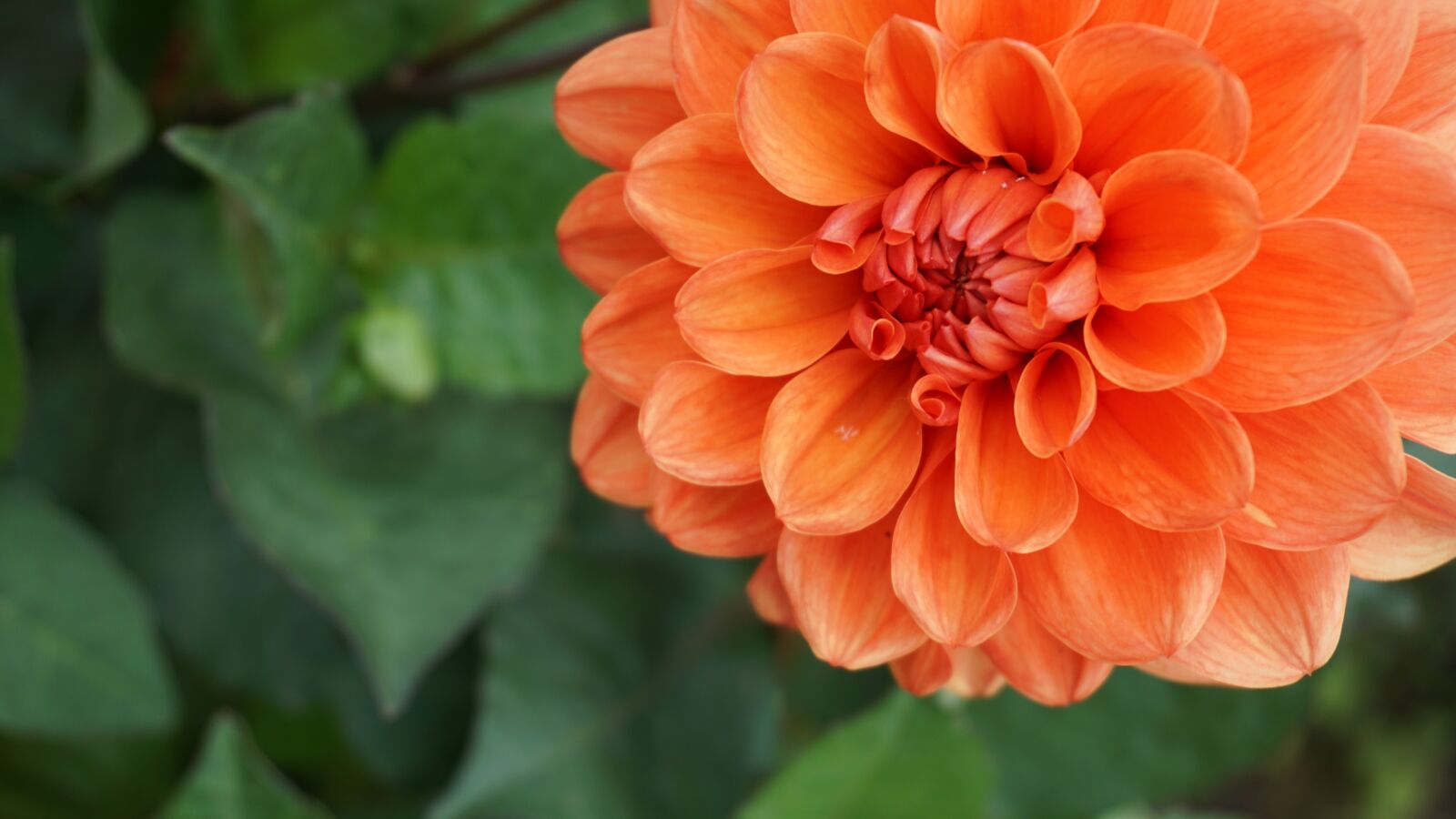 Sony a6000 sample photo. Flower, orange, summer photography
