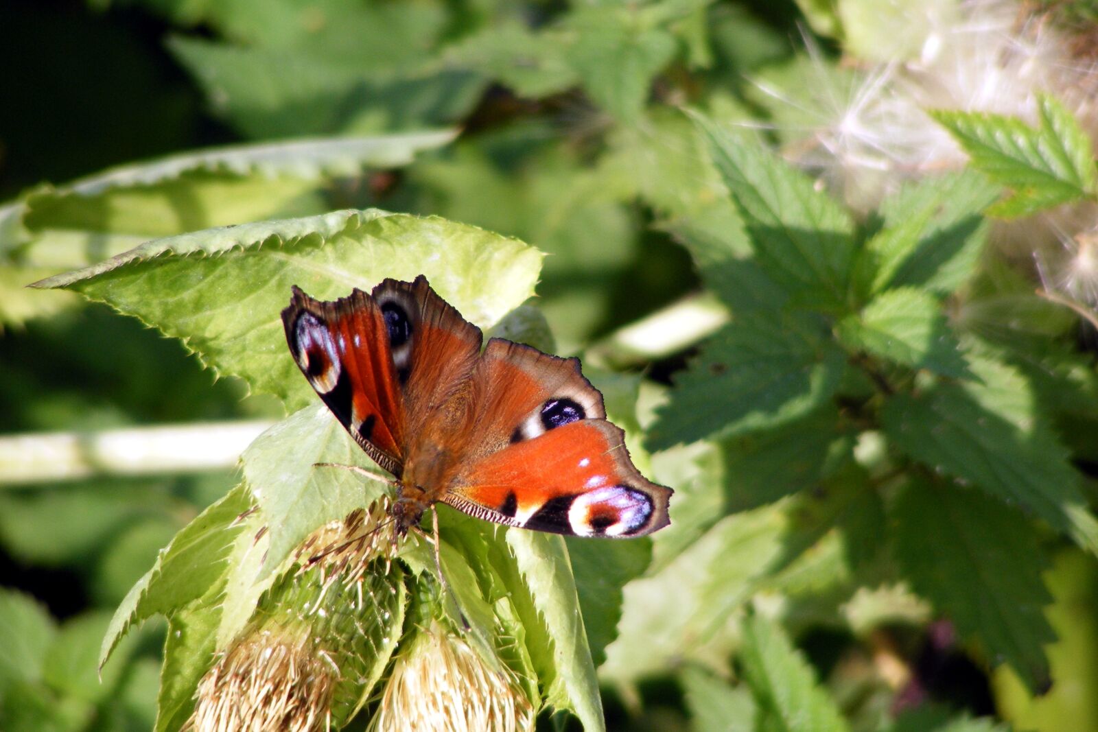 Fujifilm FinePix S5700 S700 sample photo. Peacock, butterfly, insect photography