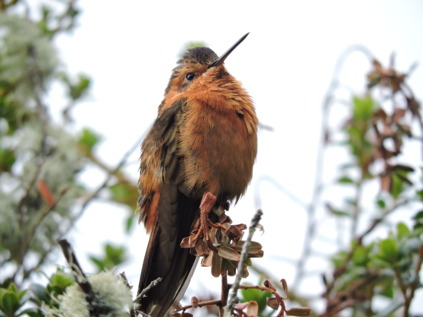 Nikon Coolpix P530 sample photo. Hummingbird, ave, exotica photography