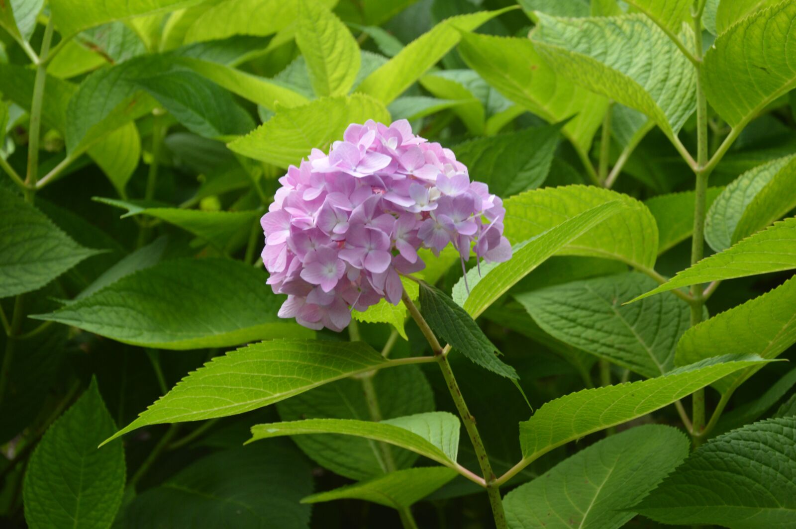 Nikon D3200 sample photo. Hydrangea, freshness, blossom photography