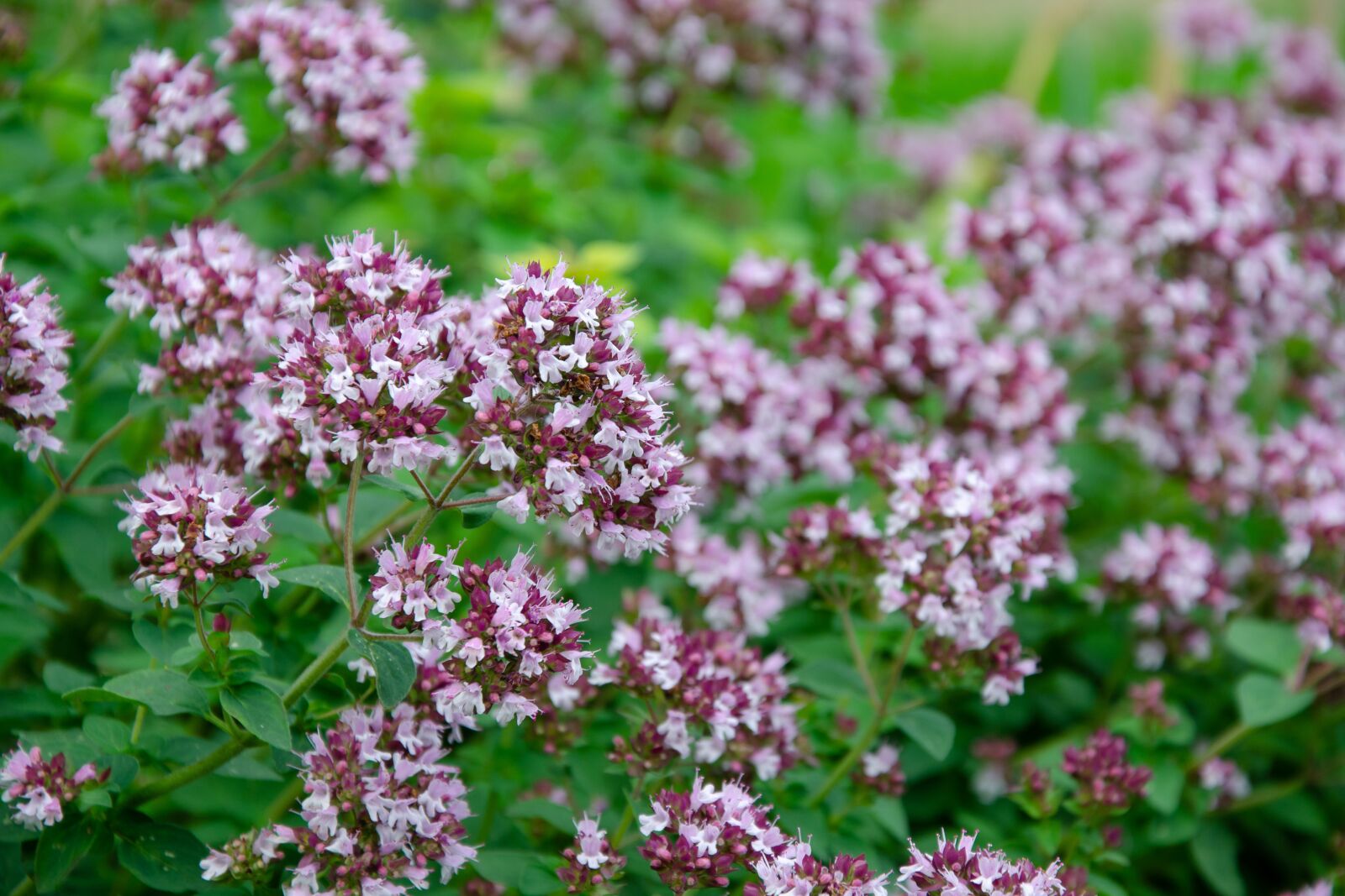 Nikon D7000 sample photo. Oregano, real roxanne, blossom photography