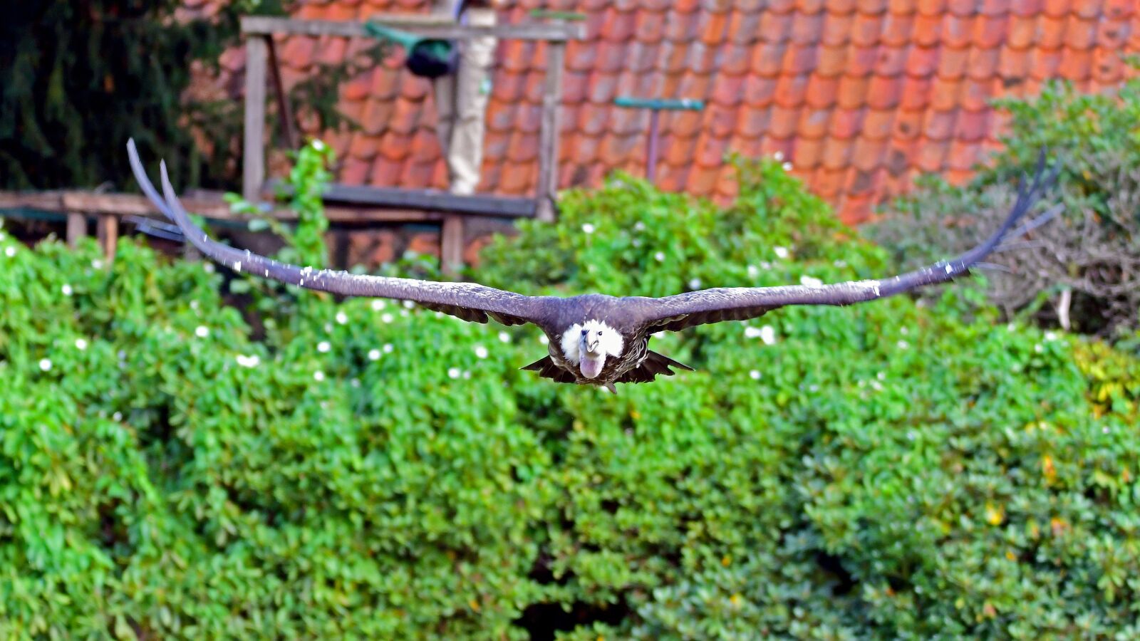 Nikon D500 sample photo. Griffon vulture, vulture, bird photography