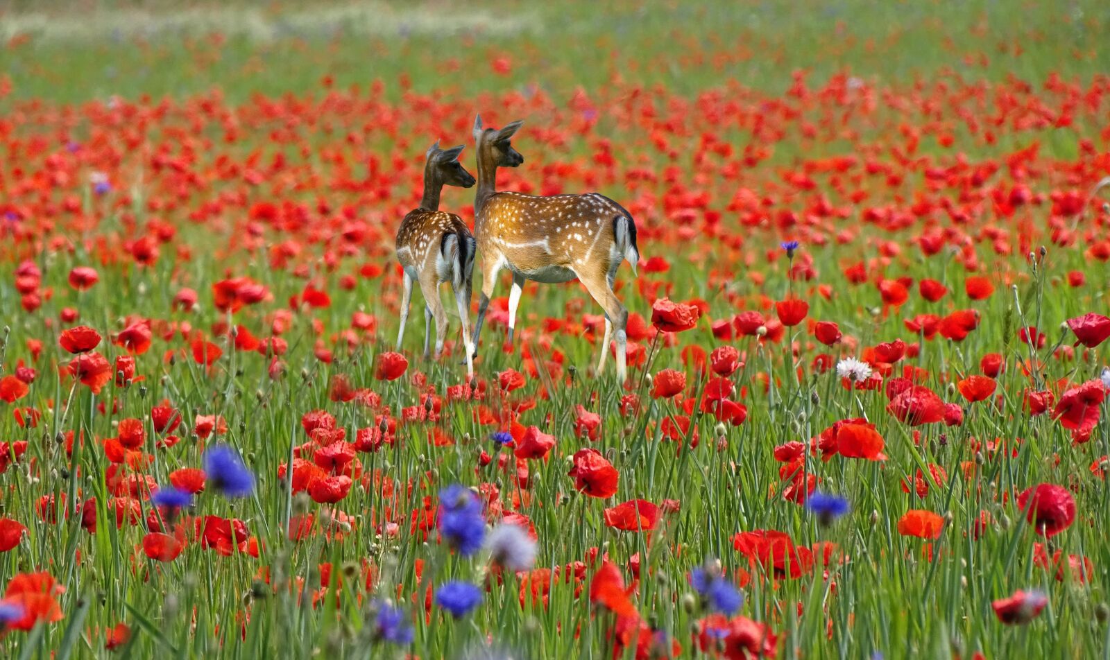Sony Cyber-shot DSC-HX400V sample photo. Field of poppies, deer photography