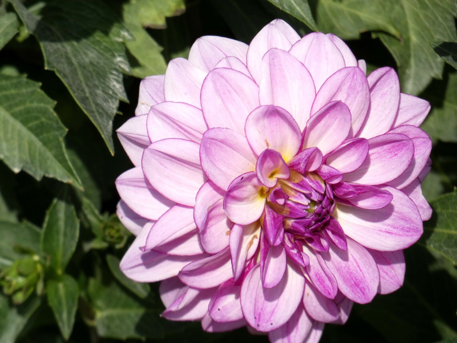 Panasonic Lumix DC-FZ80 (Lumix DC-FZ82) sample photo. Dahlia, pink, purple photography