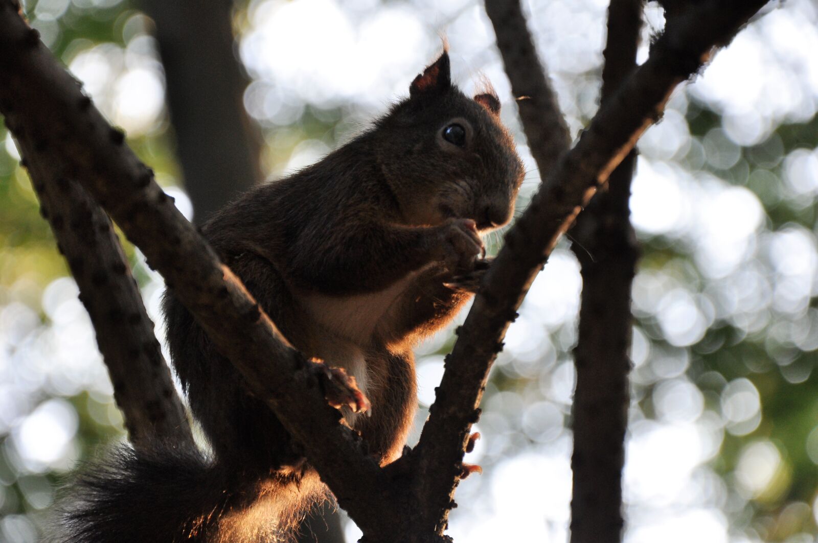Nikon D90 sample photo. Squirrel, nature, wild animal photography
