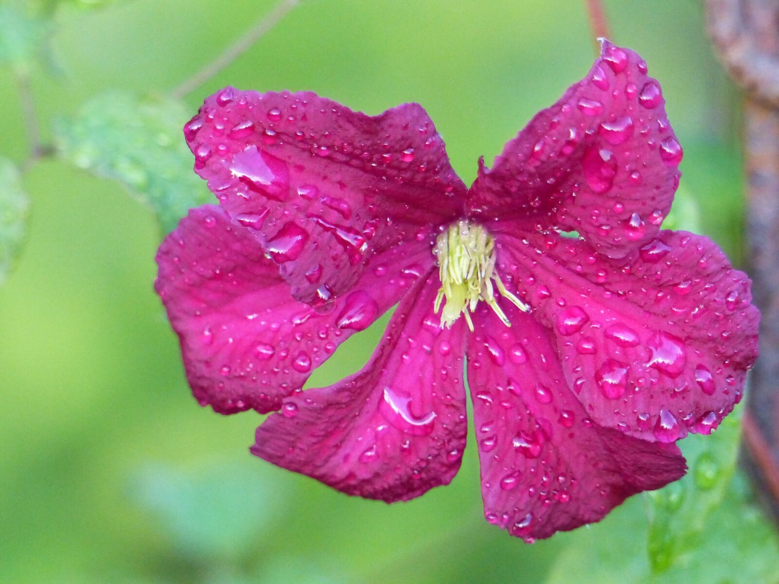 Panasonic Lumix DMC-FZ200 sample photo. Clematis, raindrops, green photography