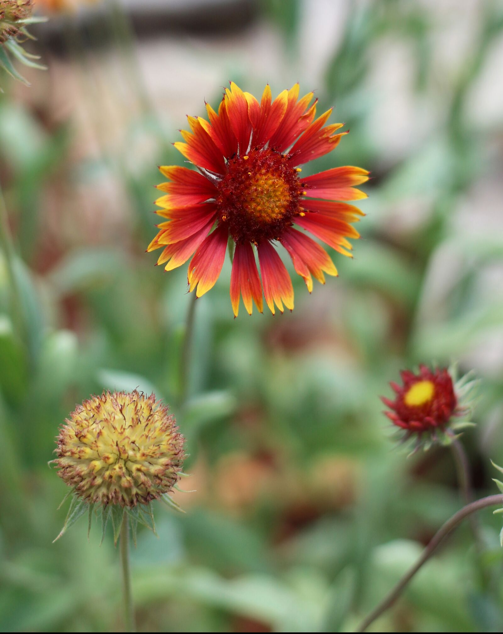 Canon EOS 700D (EOS Rebel T5i / EOS Kiss X7i) sample photo. Blanket flower, firewheel, gaillardia photography