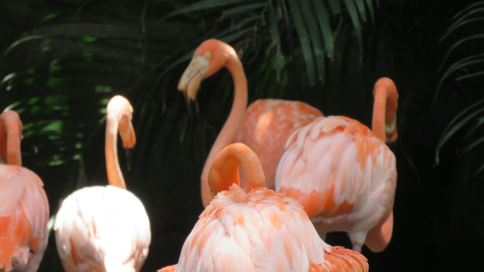 Canon PowerShot SX60 HS sample photo. Flamingo, ave, animal photography
