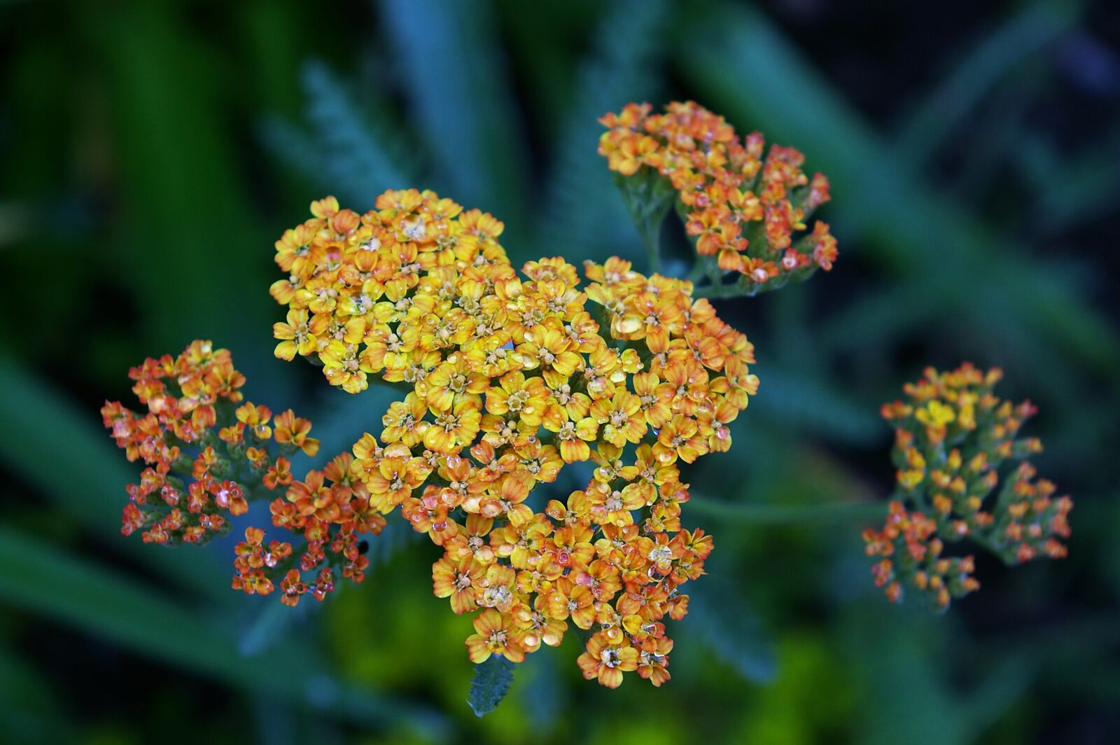 Pentax *ist DL2 sample photo. Yarrow, plant, blossom photography