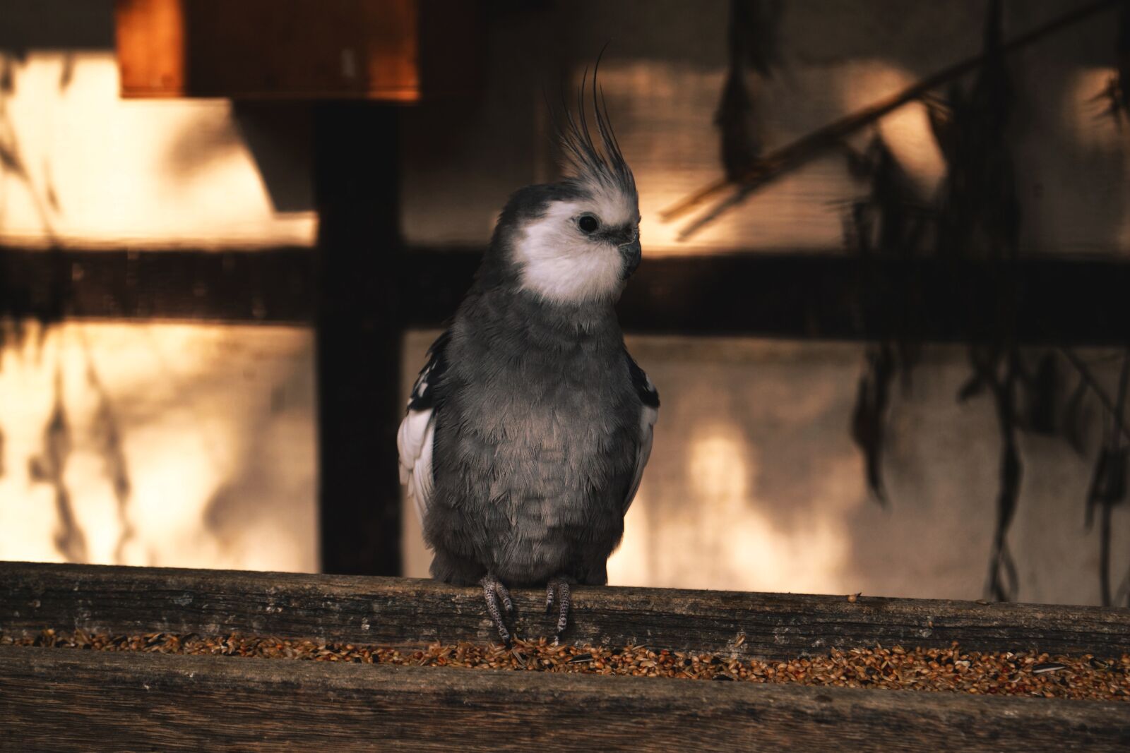 Nikon D3100 sample photo. Cockatiel, bird, animal world photography