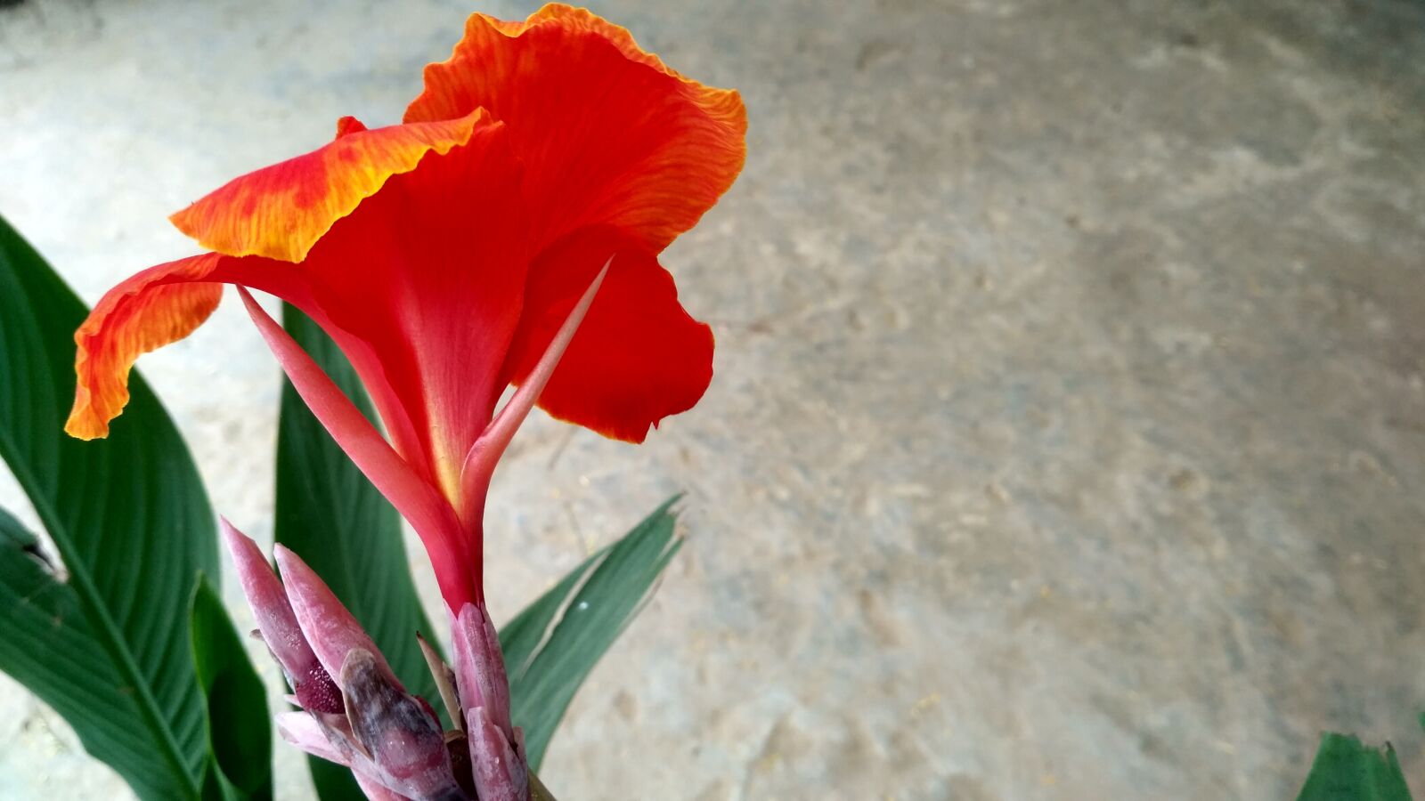 Xiaomi Redmi 3S sample photo. Red flowers, red petal photography
