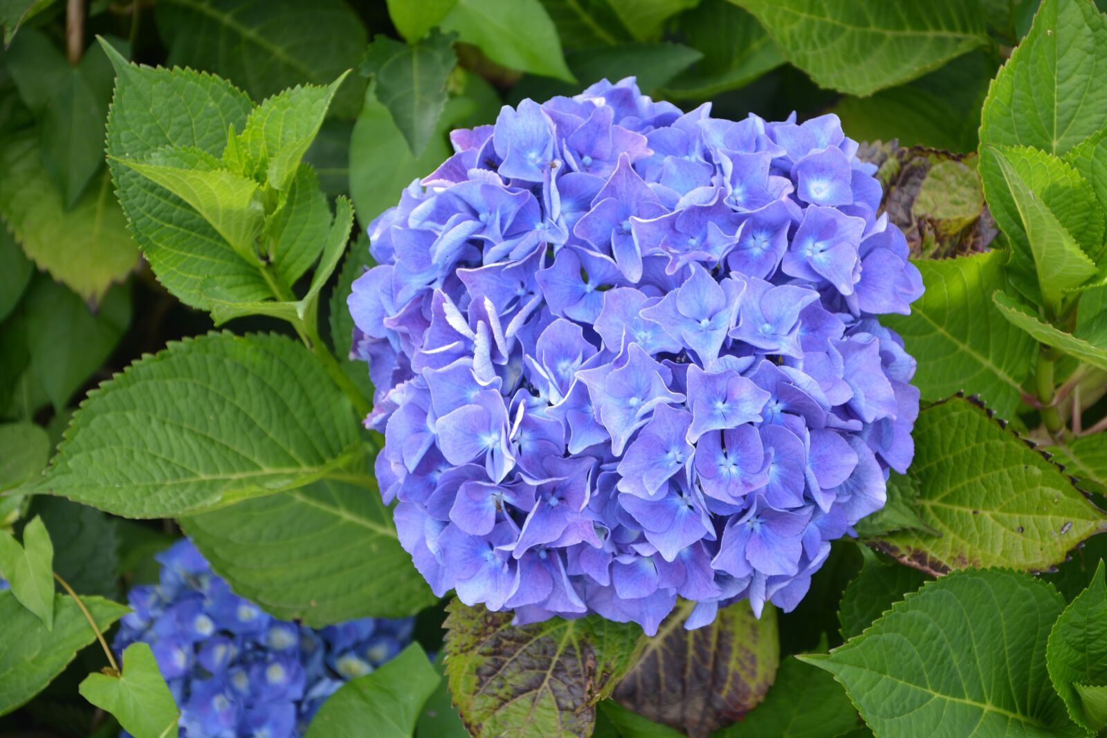 Nikon D5200 sample photo. Big blue flower, hydrangea photography