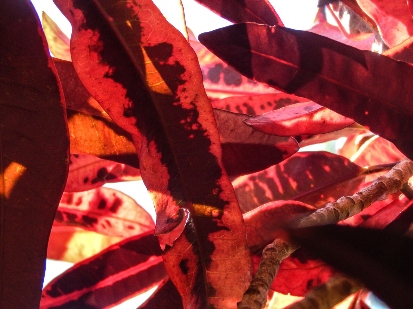 Nikon Coolpix L820 sample photo. Leaves, red, foliage photography