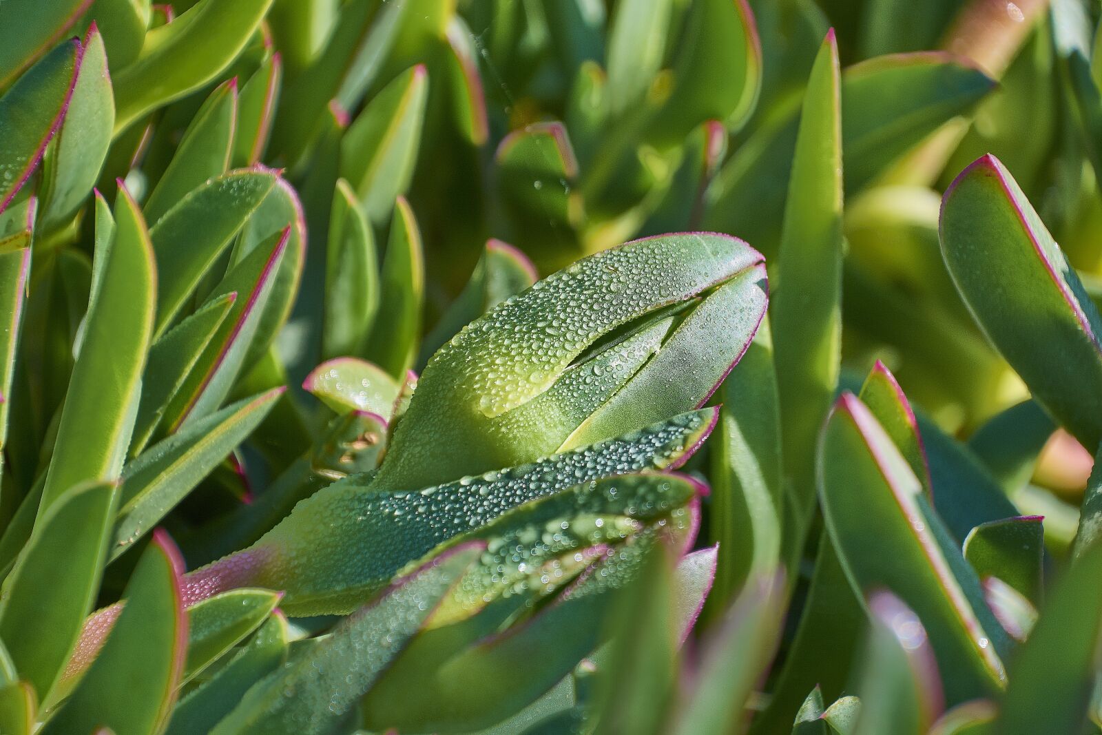 Nikon D7200 sample photo. Leaves, drops of water photography
