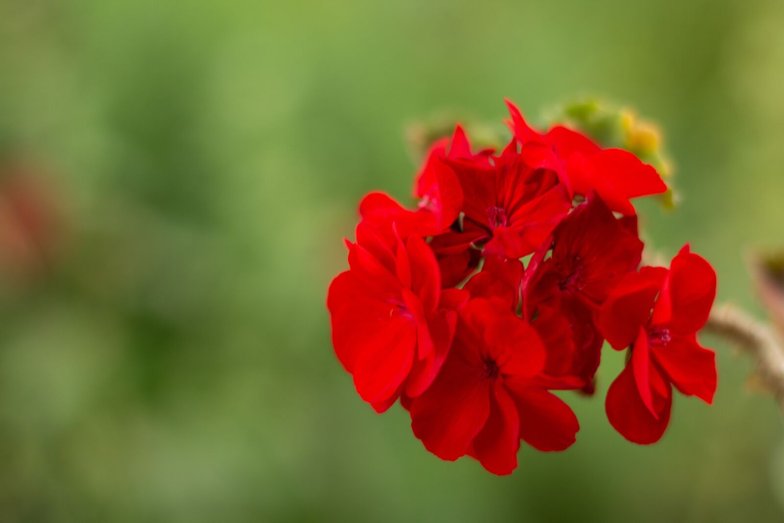 Canon EOS 60D sample photo. Geranium, flower, red flower photography
