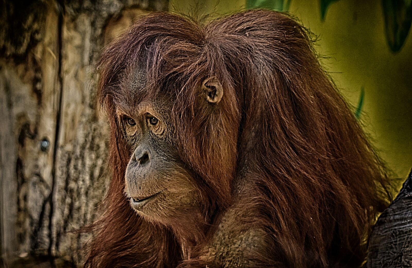 Nikon D7200 sample photo. Orang utan, monkey, cute photography
