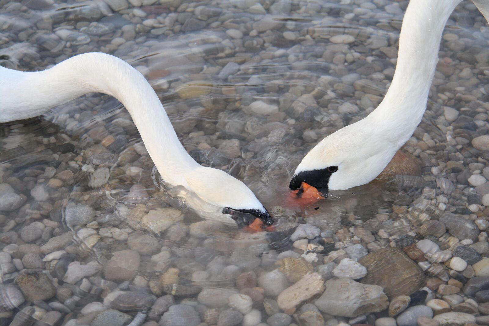 Canon EF-S 17-85mm F4-5.6 IS USM sample photo. Swan, search, bird photography
