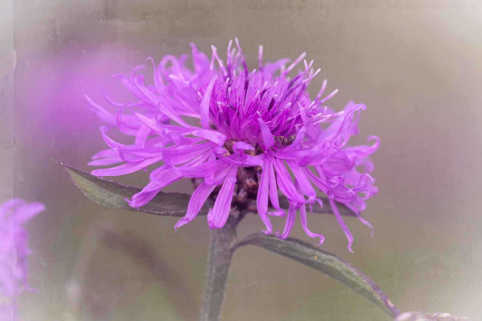 Nikon D7100 sample photo. Knapweed, purple, purple flower photography