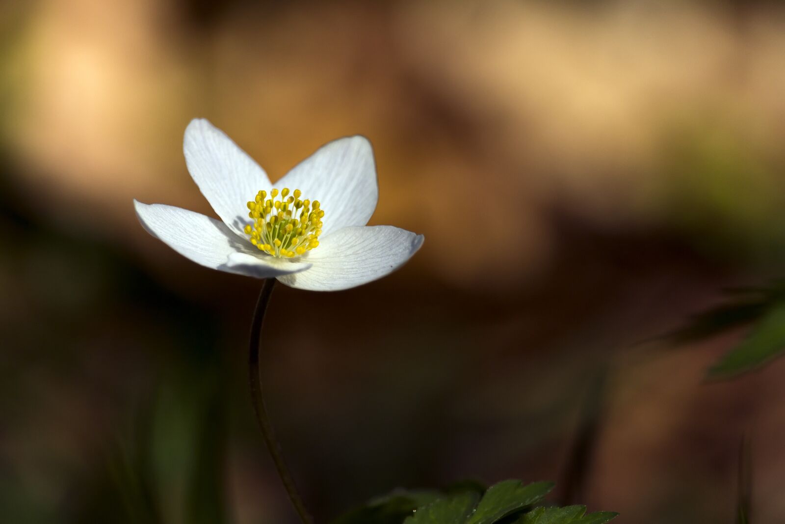 Canon EF-S 55-250mm F4-5.6 IS STM sample photo. Flower, nature, forest photography