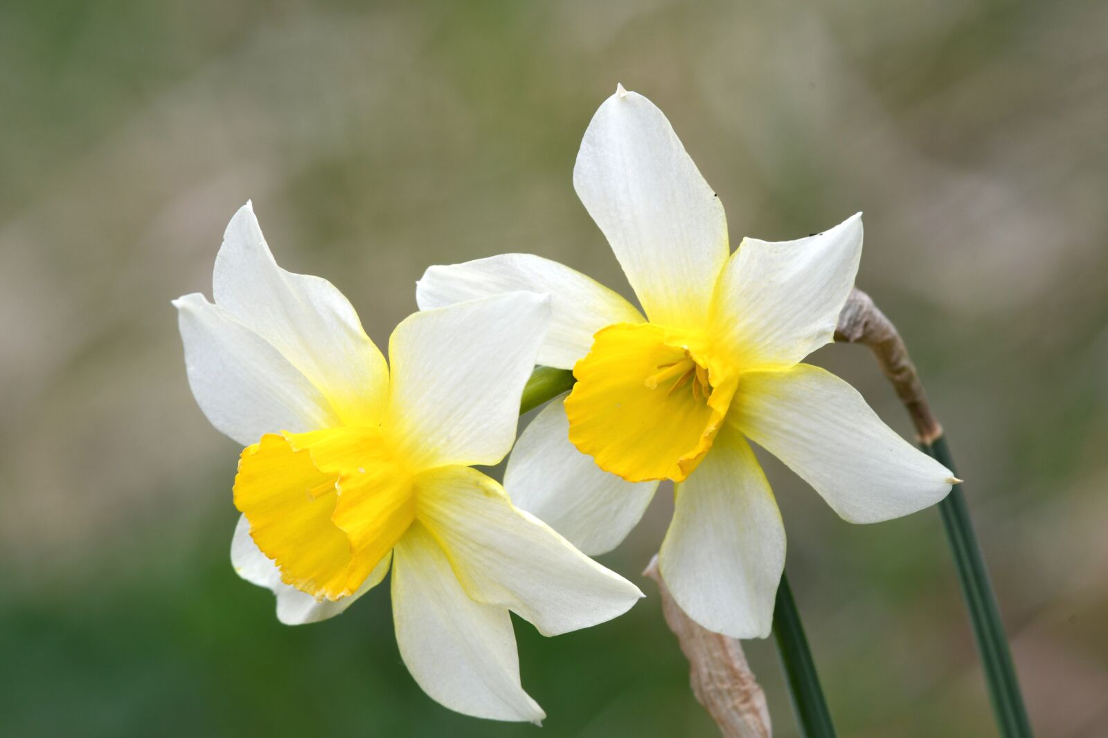 Nikon D7500 sample photo. Daffodils, flowers, spring photography